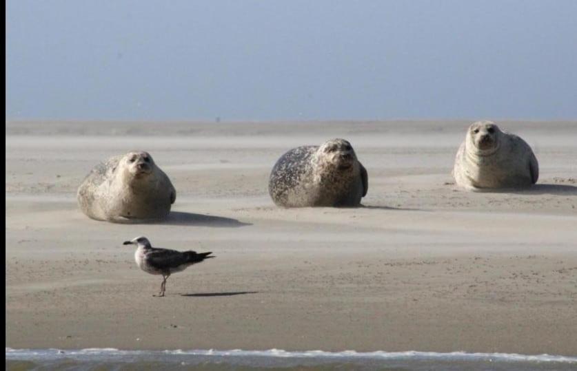 Gite Baie De Somme กาเยอ-ซูร์-แม ภายนอก รูปภาพ